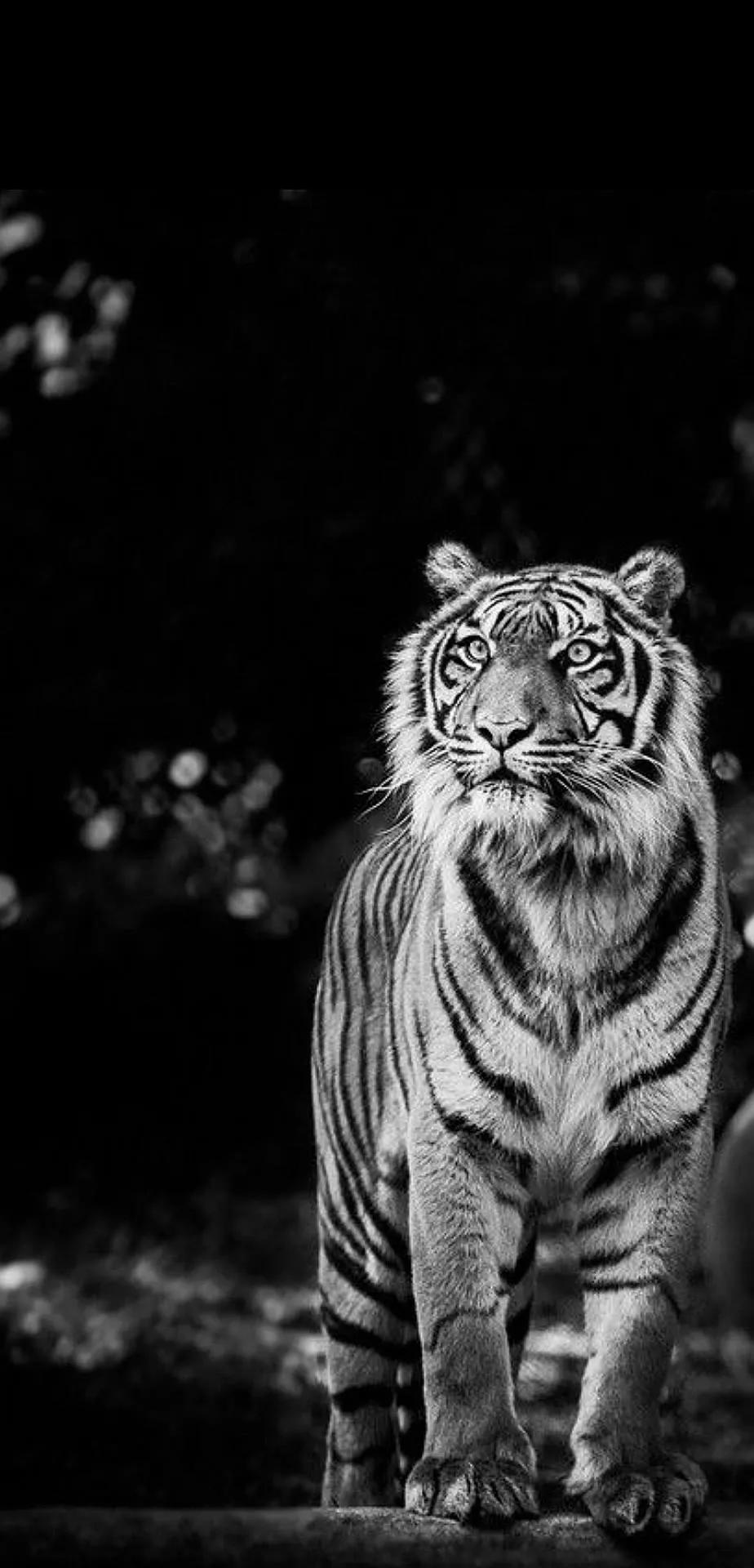 Ttlocal Animal