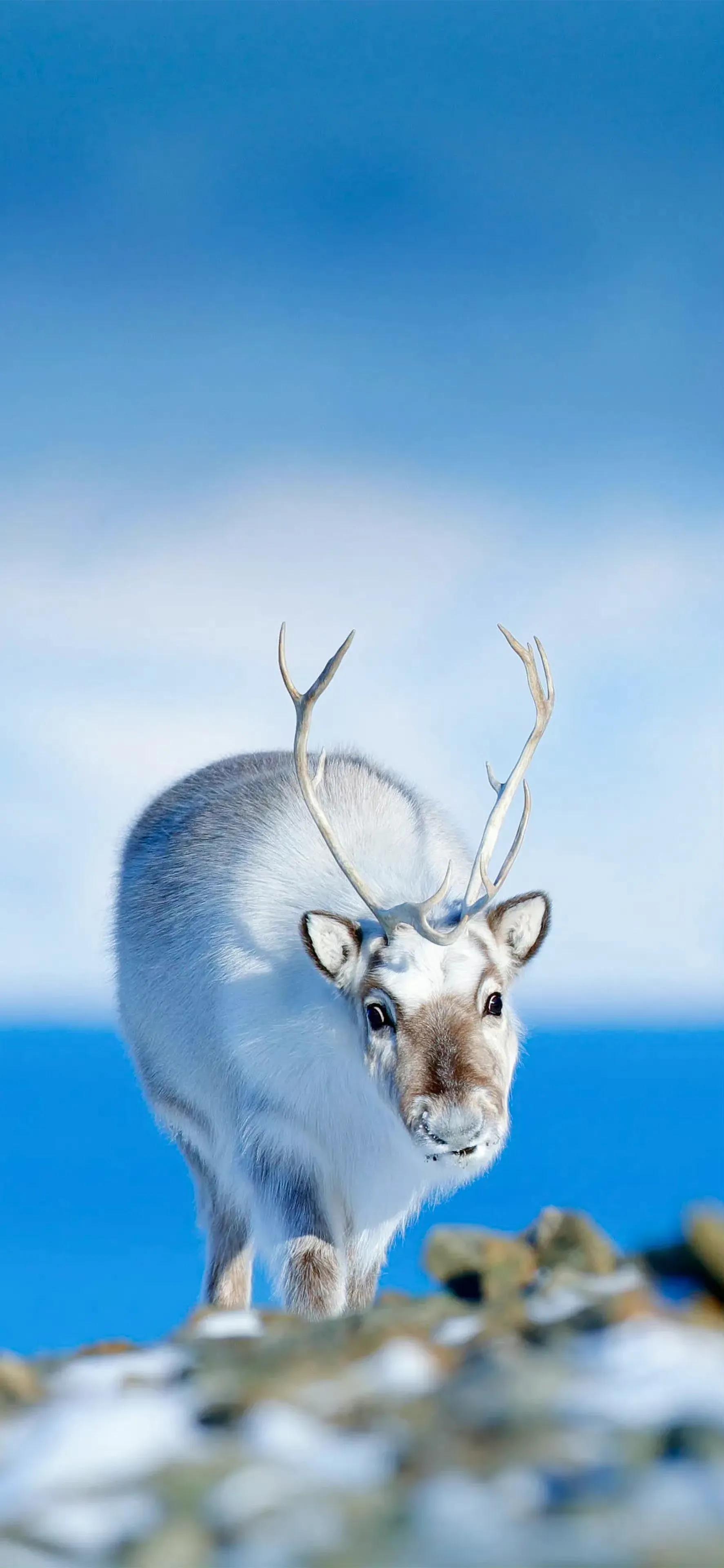 Ttlocal Animal