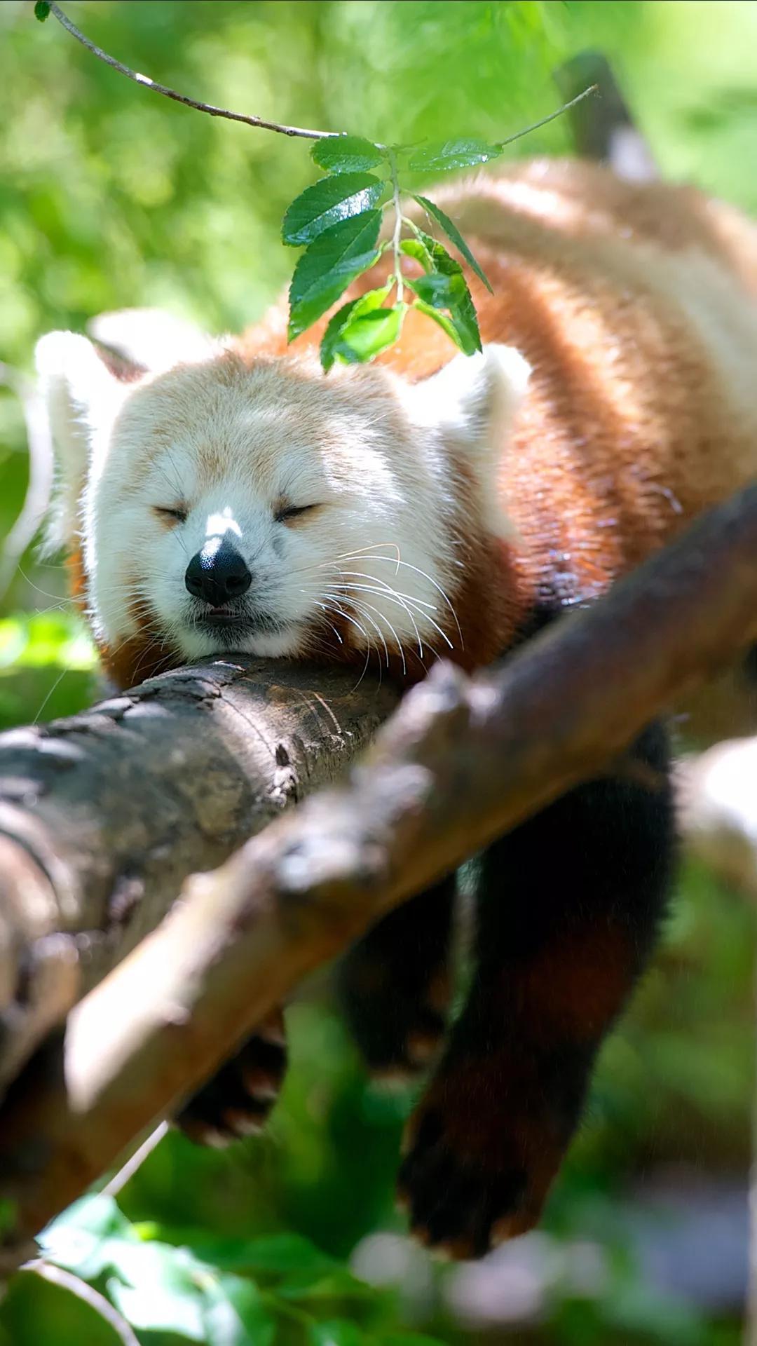 Ttlocal Animal