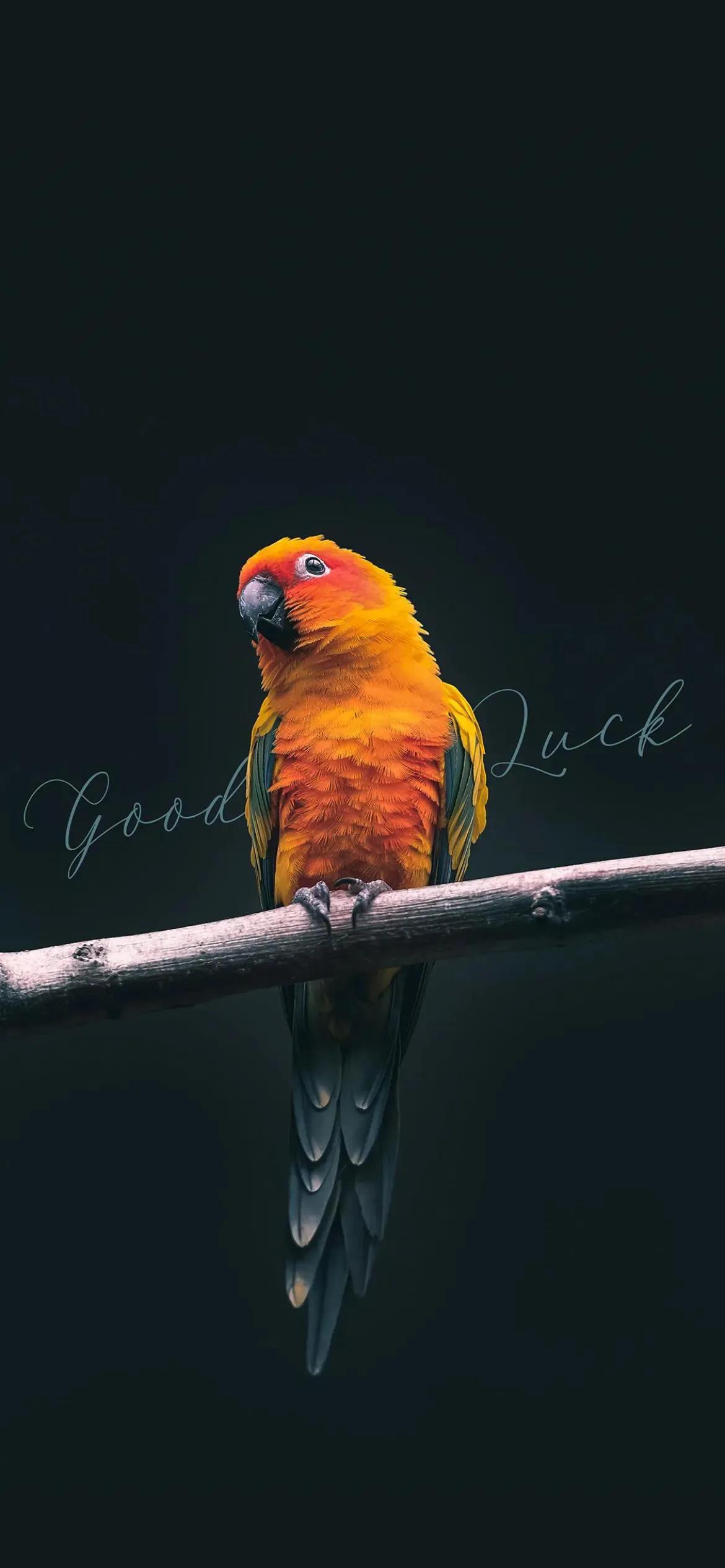 Ttlocal Animal