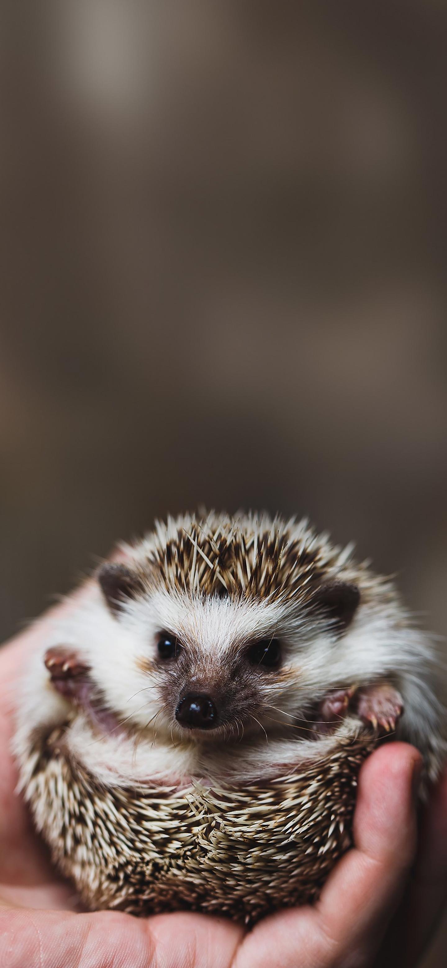 Ttlocal Animal