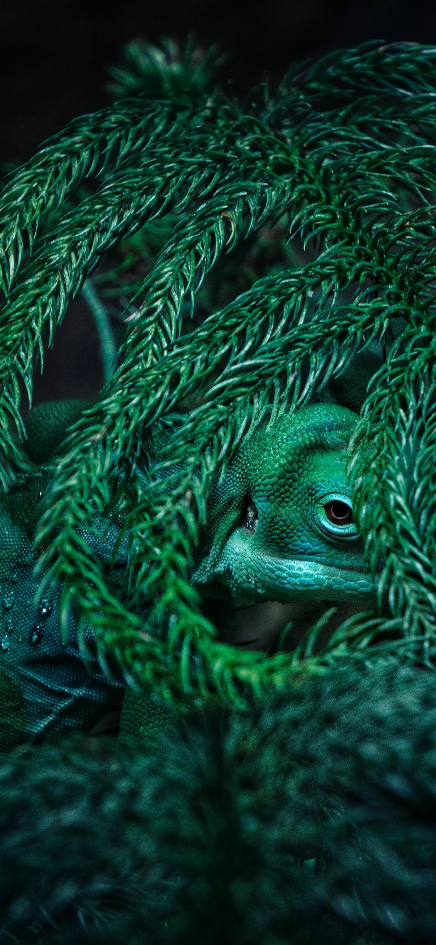 Ttlocal Animal