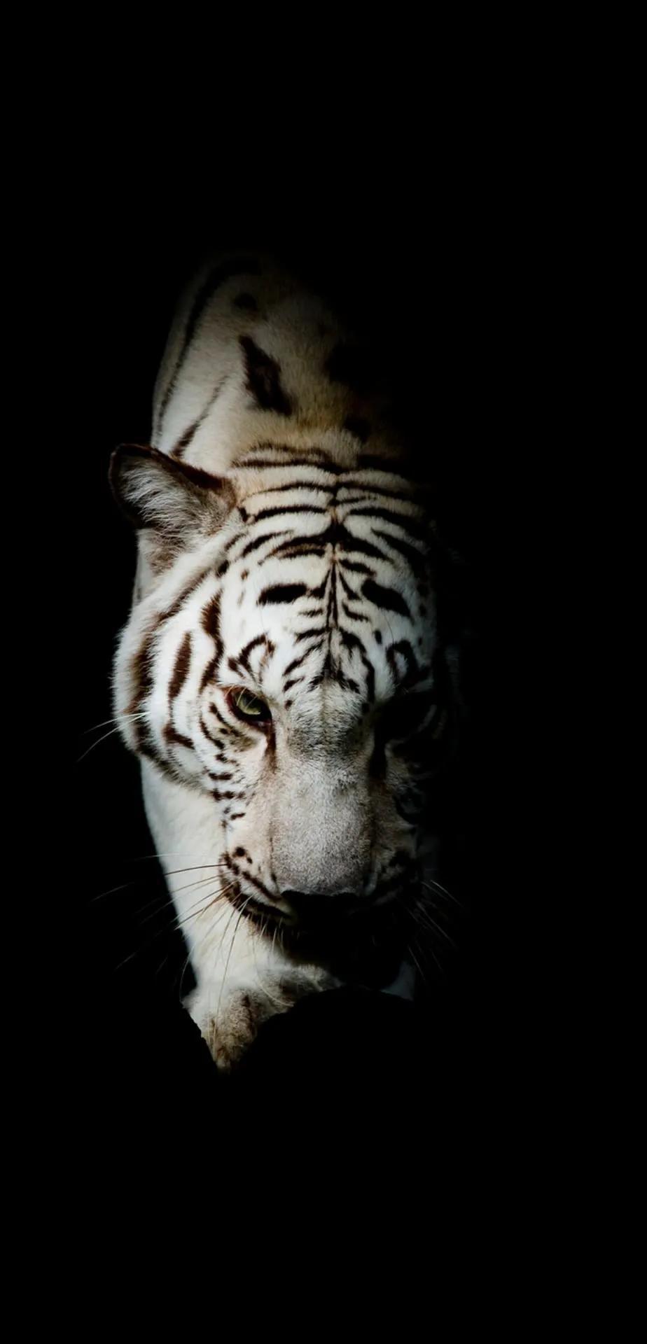 Ttlocal Animal