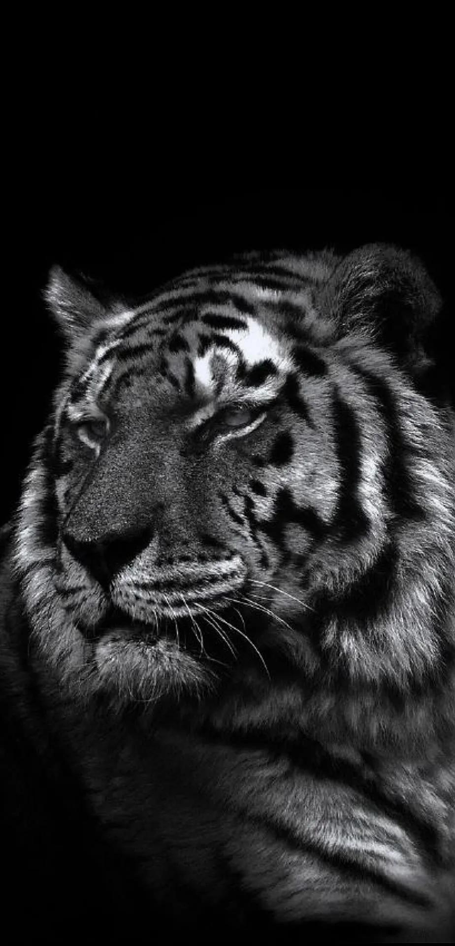 Ttlocal Animal