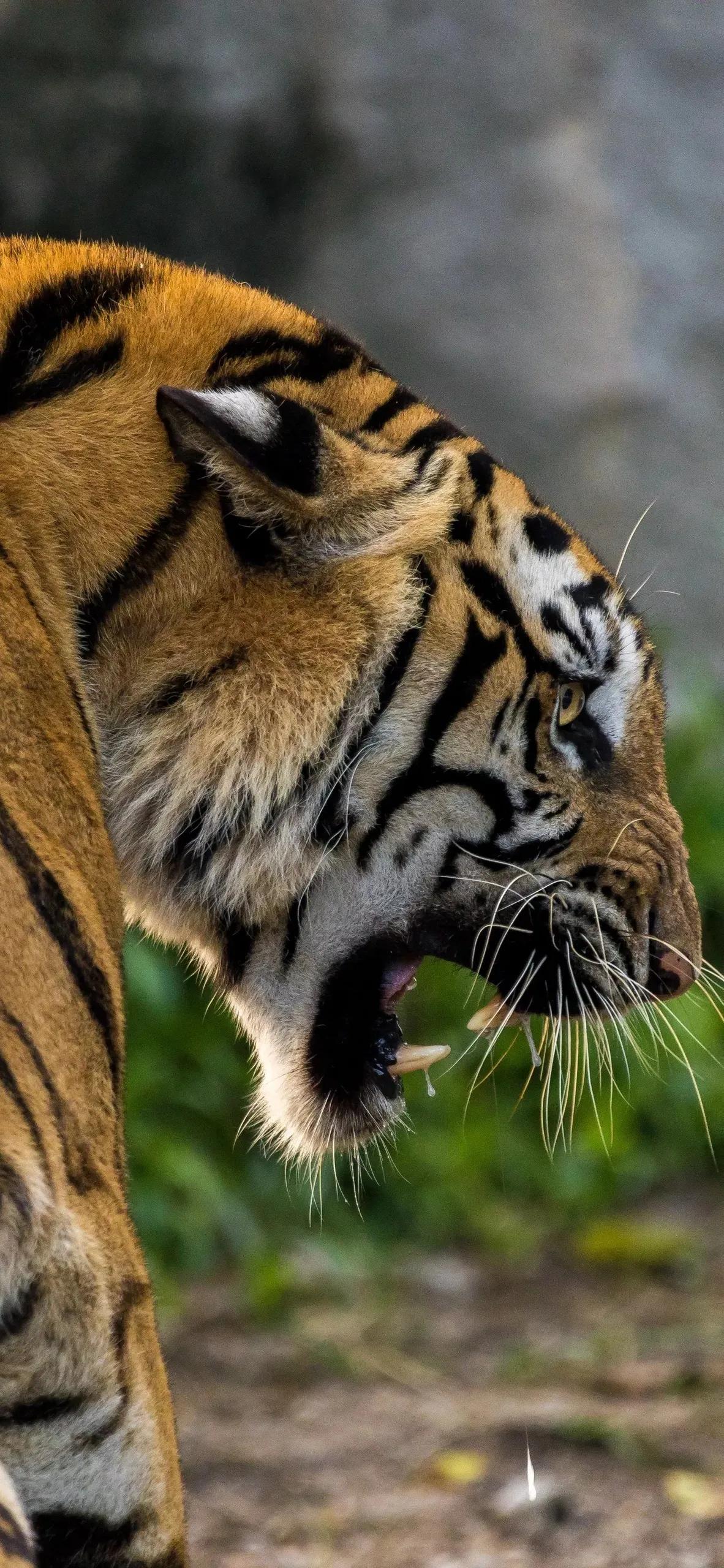 Ttlocal Animal