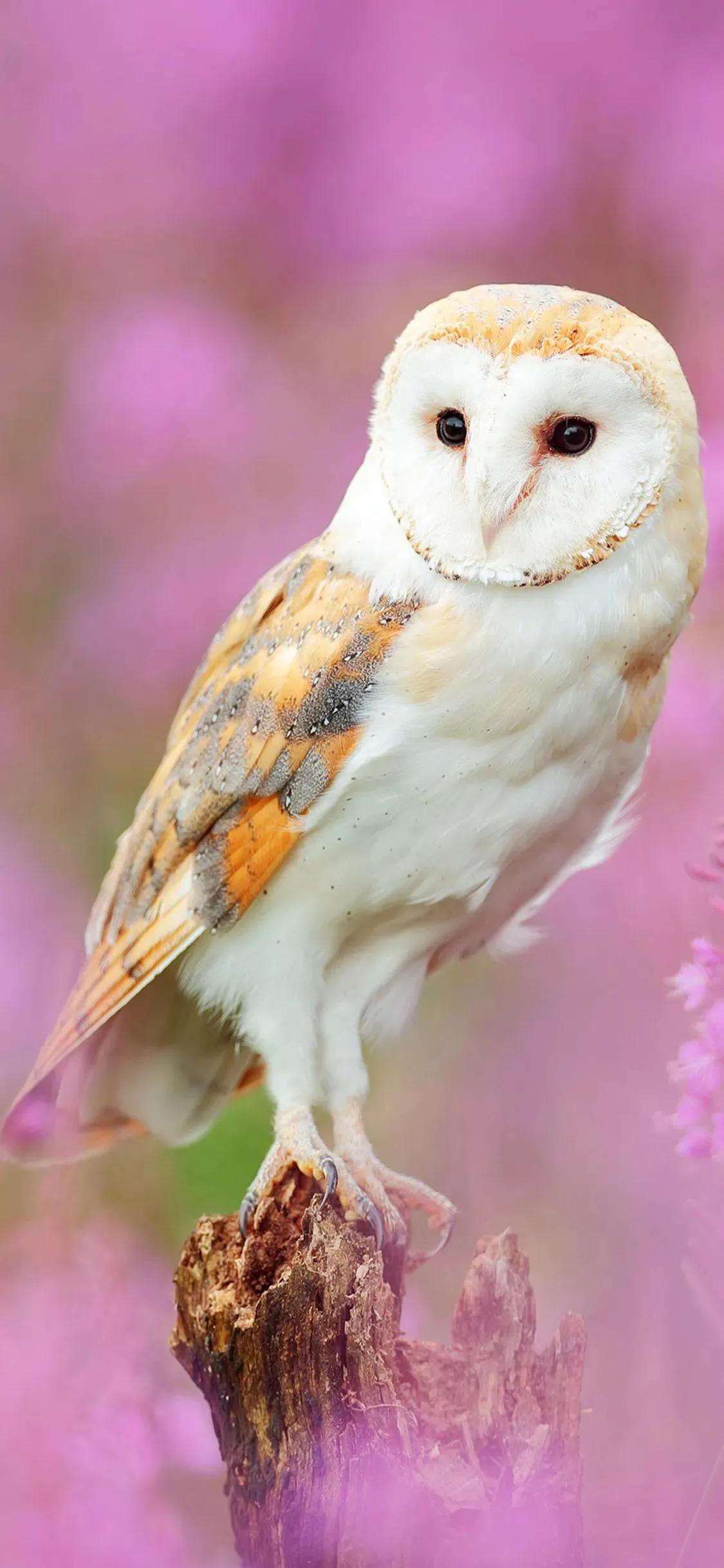 Ttlocal Animal