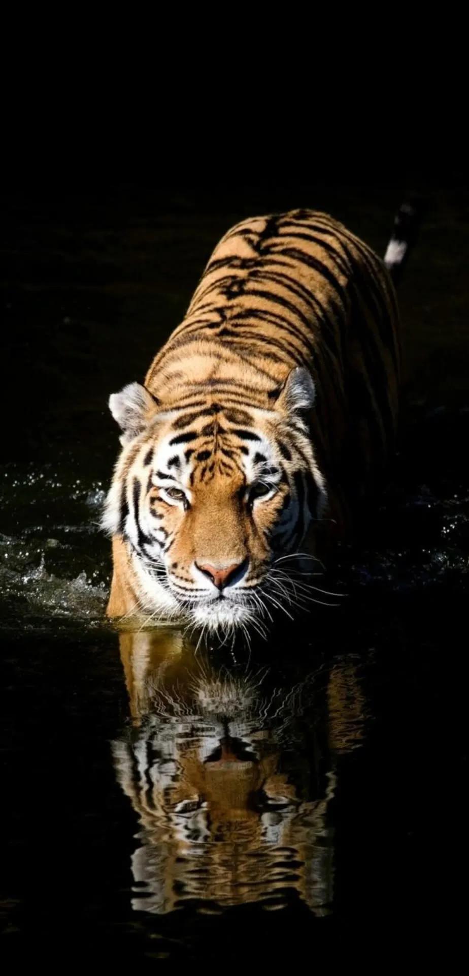 Ttlocal Animal