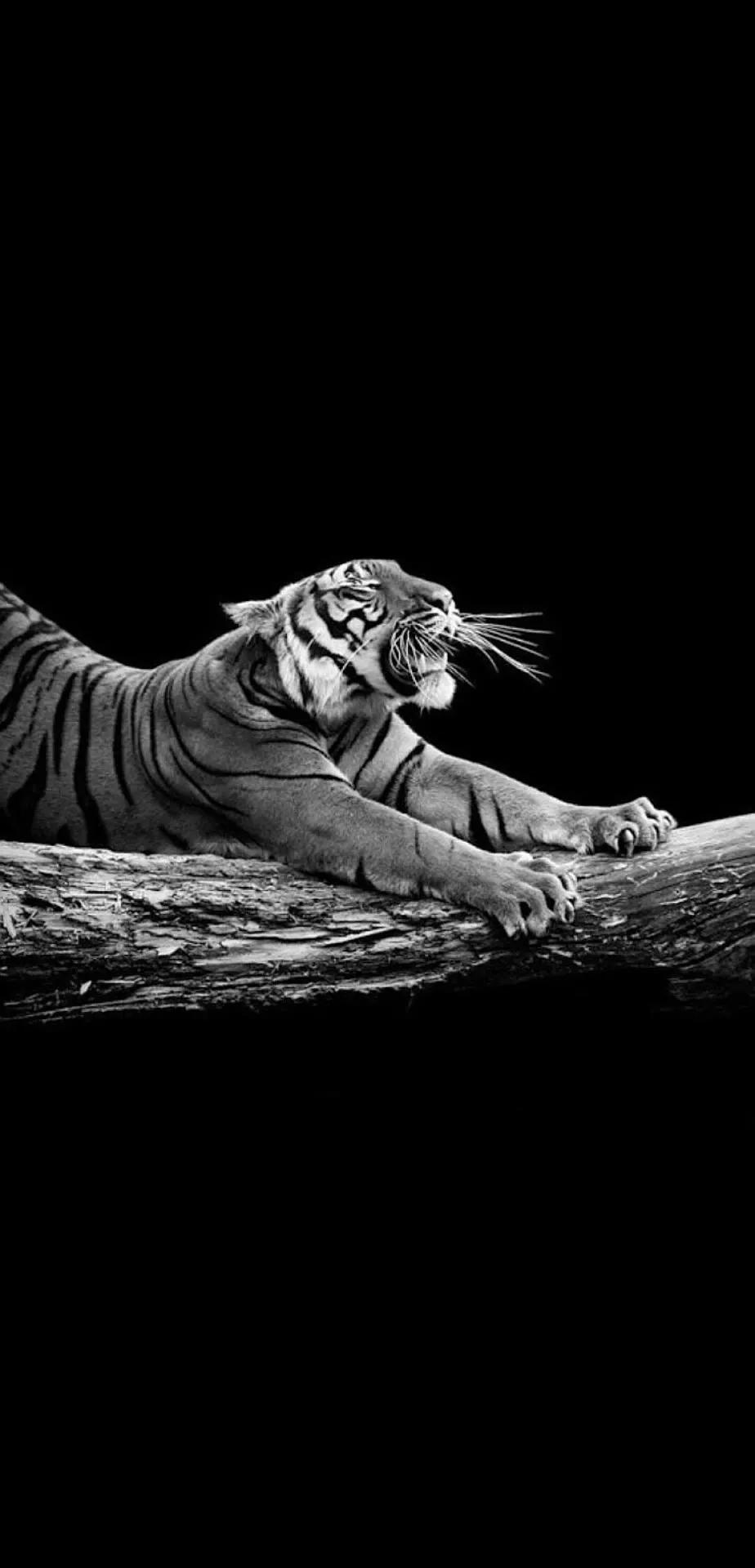 Ttlocal Animal