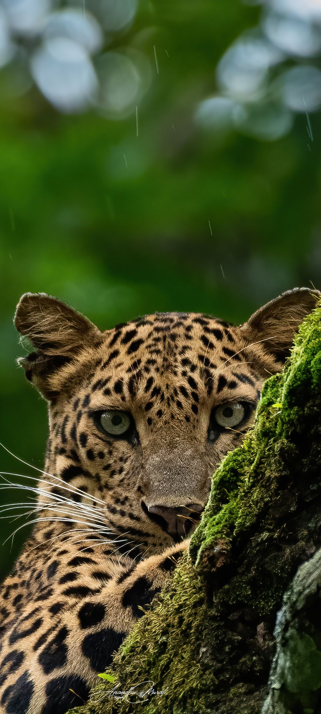 Leopard Nature Phone