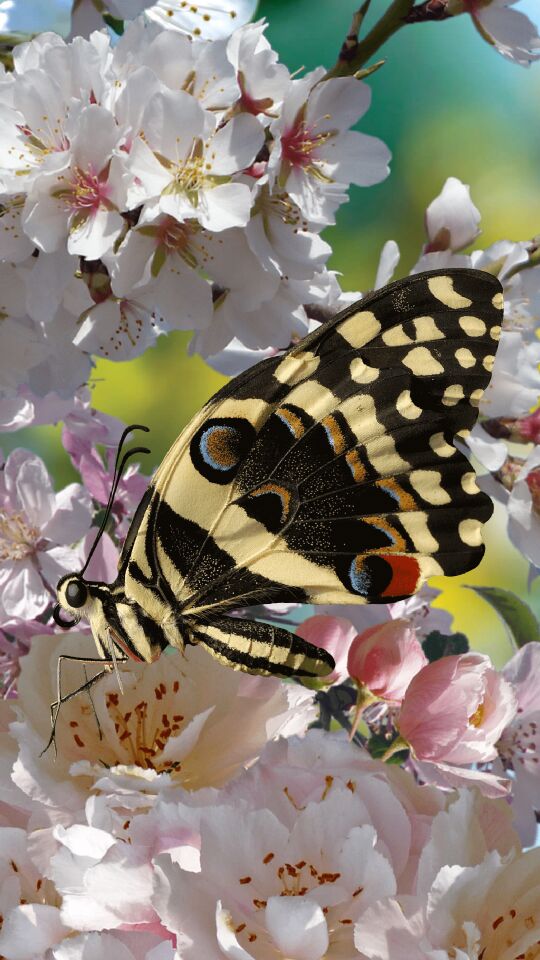 Data Spring6798