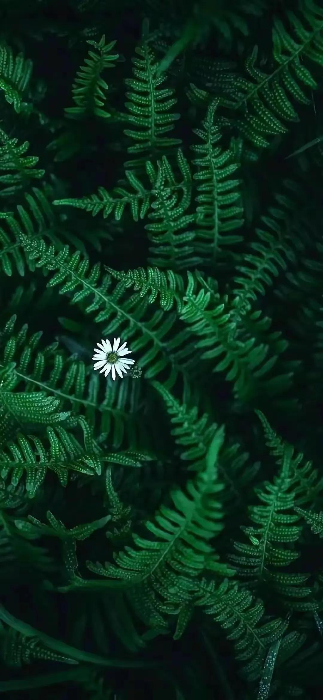 Ttlocal Nature