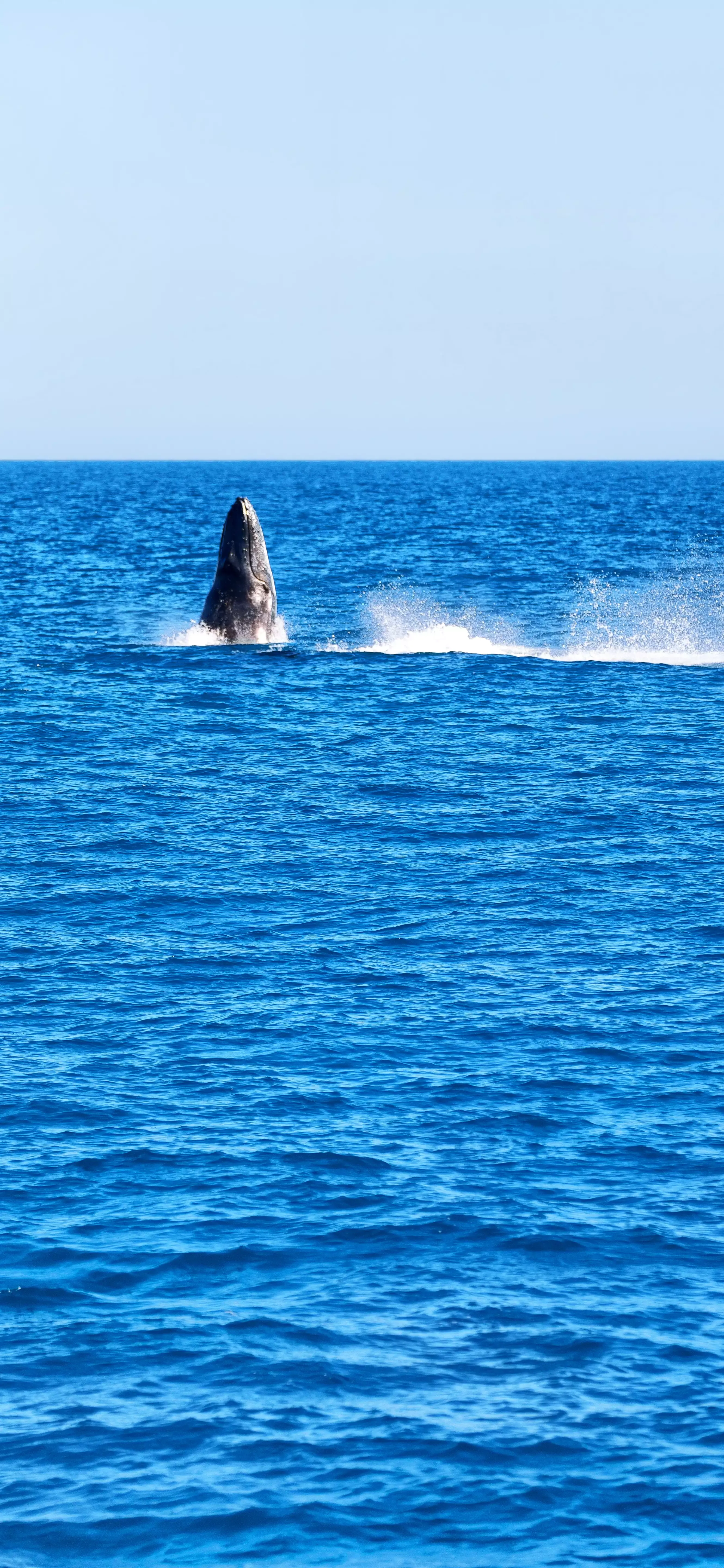 Ttlocal Sea