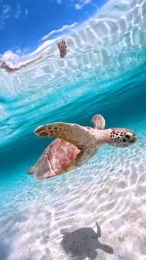Live Wallpaper