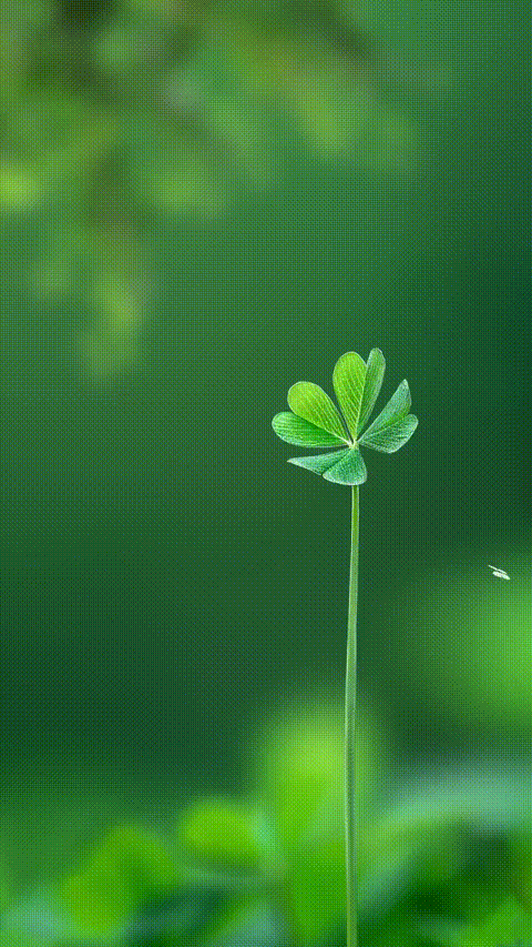 Live Wallpaper