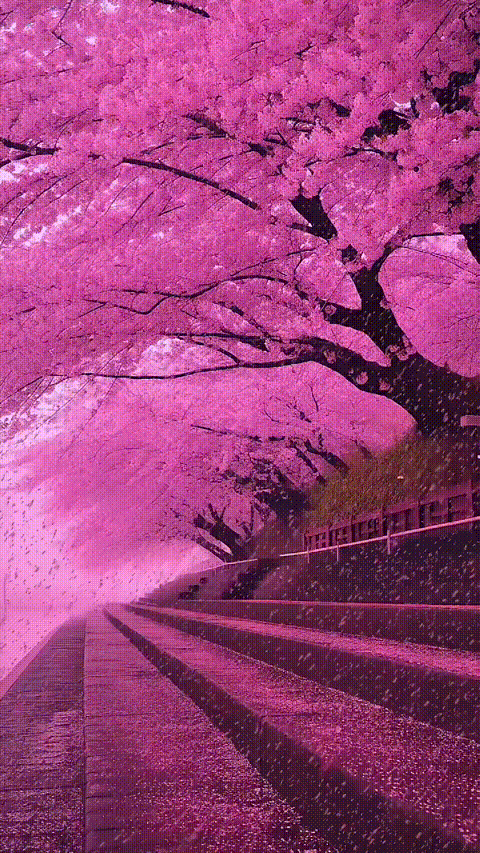 Live Wallpaper