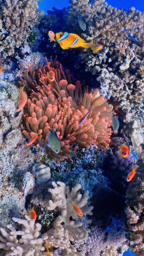 Live Wallpaper